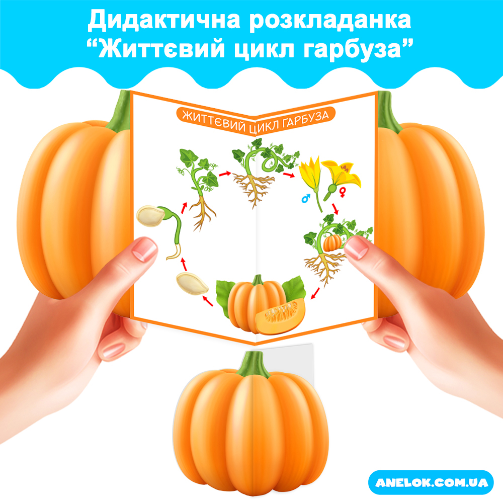 Дидактична розкриванка Життєвий цикл гарбуза