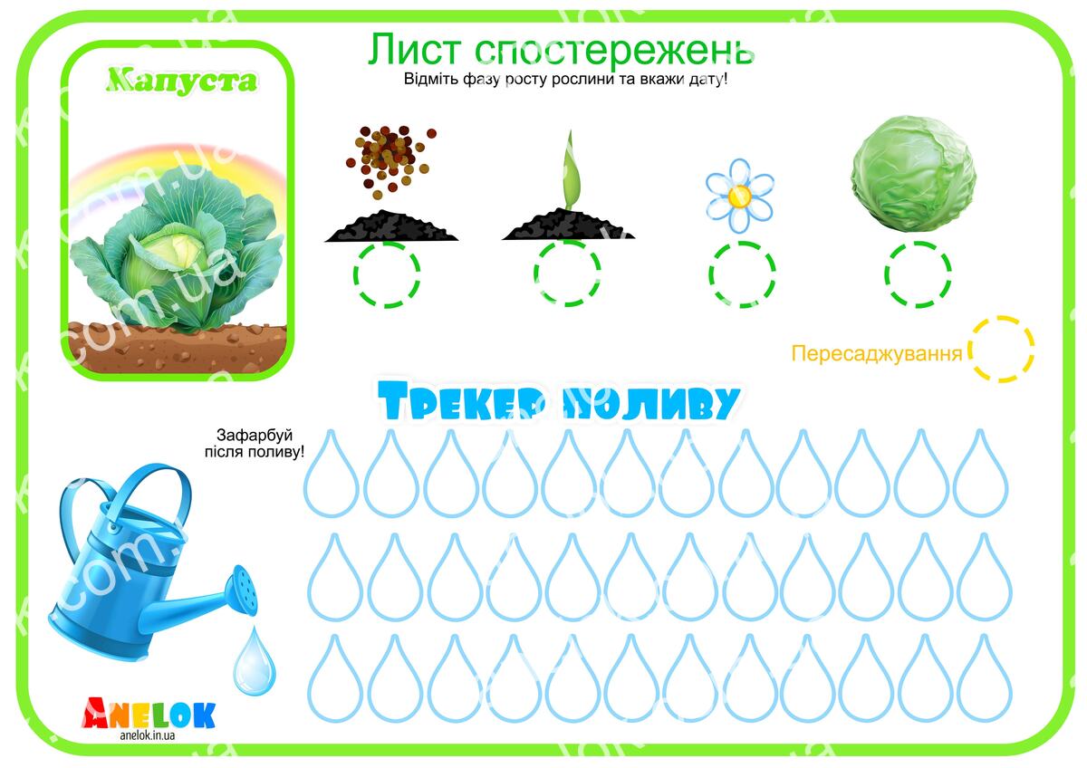 Лист спостережень за капустою – Етапи росту та трекер
