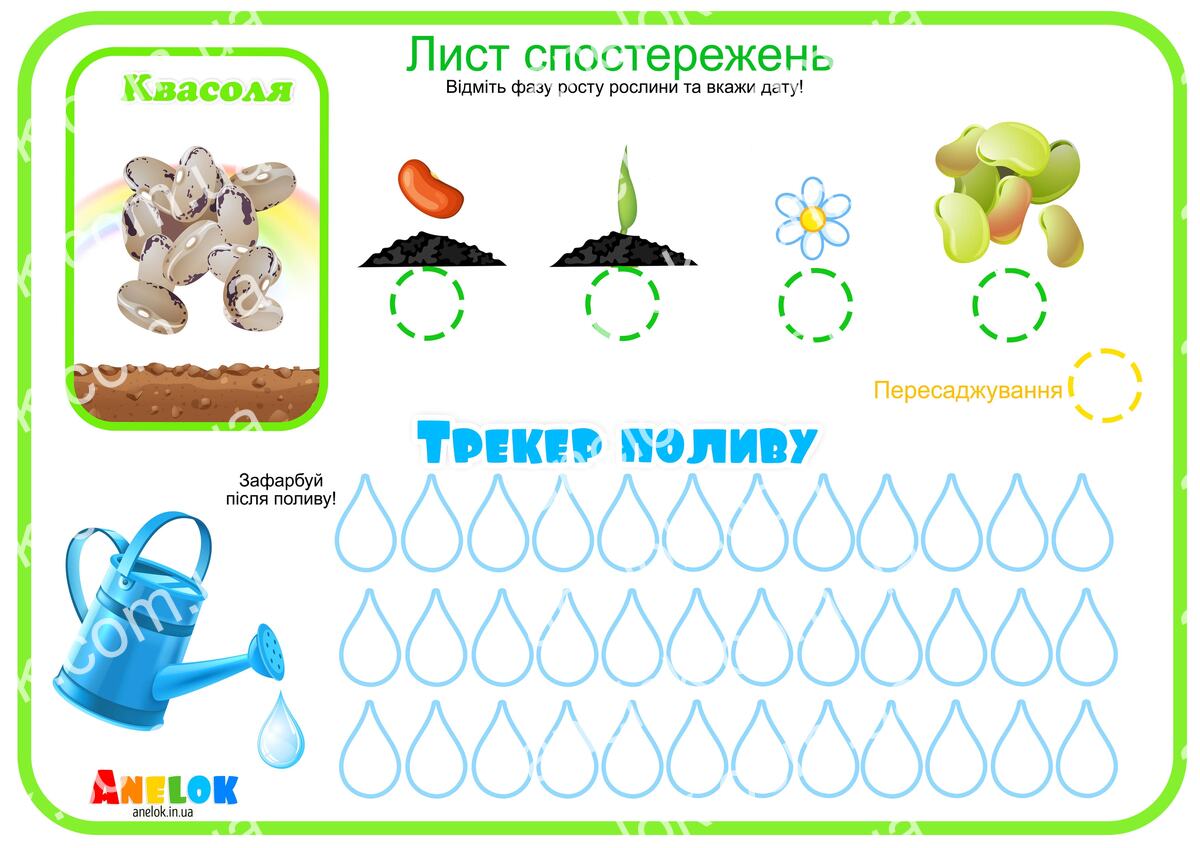 Лист спостережень за квасолею – Етапи росту та трекер