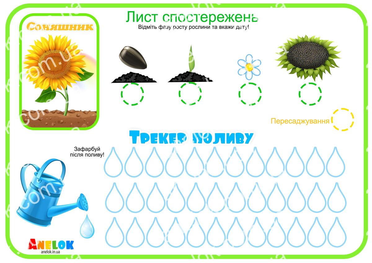 Лист спостережень за соняшником – Етапи росту та трекер